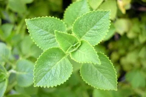 Mint Leaves. Stock Photos