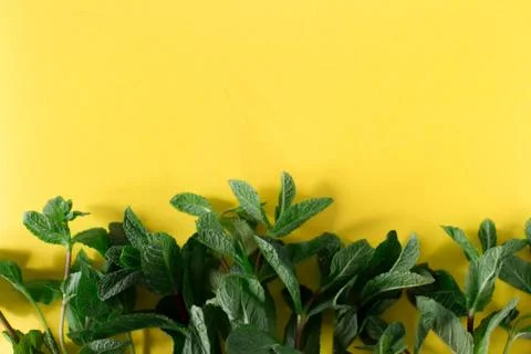 Mint leaves Foto stock