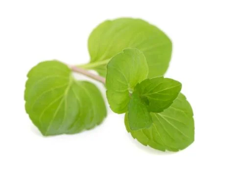 Mint leaves Stock Photos