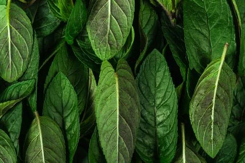 Mint Leaves Stock Photos