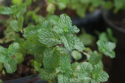 Mint leaves Stock Photos