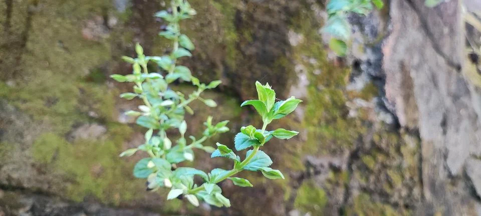 Mint leaves Stock Photos