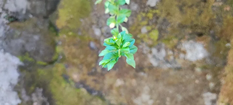 Mint leaves Stock Photos