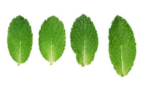 Mint leaves Stock Photos