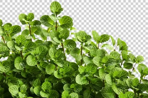 Mint leaves Stock Photos