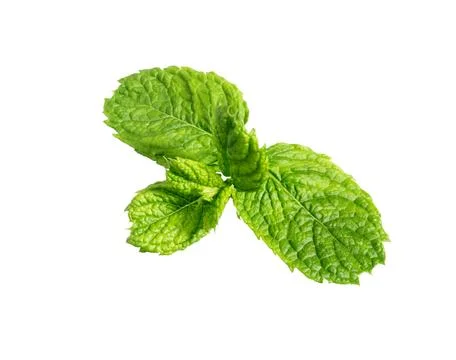 Mint leaves Stock Photos
