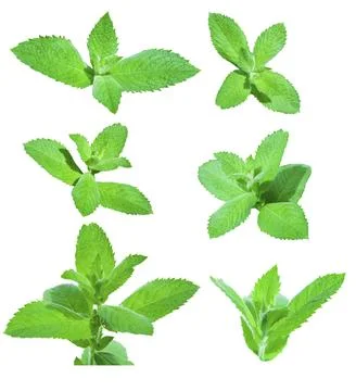 Mint leaves Foto stock