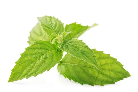 Mint leaves Stock Photos