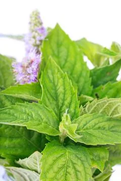 Mint leaves Stock Photos