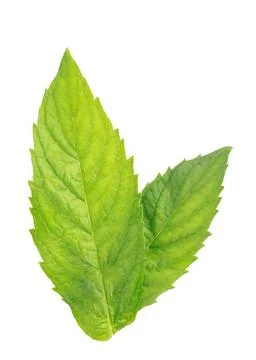 Mint leaves Stock Photos