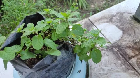 Mint leaves in a polybag exposed to the wind Stock Footage 156744446