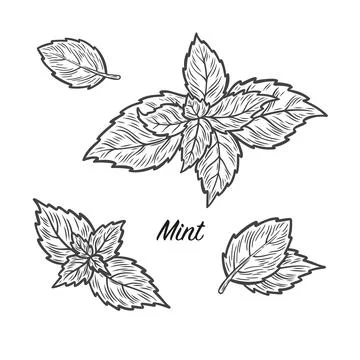 Mint Leaves Set Stock Illustration