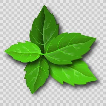 Mint leaves in sketch style. Vector illustration art. Herbal medicine. Isolat Stock Illustration