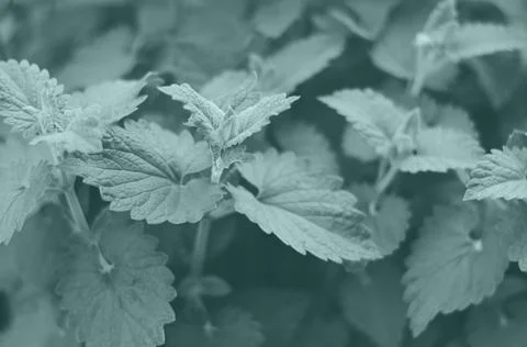 Mint leaves with soft focus as background Stock Photos