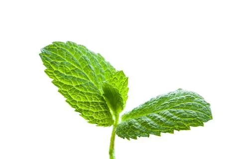 Mint leaves sprout isolated on white background Fotos de archivo