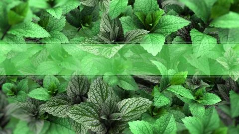Mint Leaves Template with Copy Space Illustrazione stock