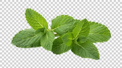 Mint leaves on transparent white background PNG Stock Photos