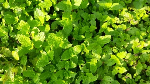 Mint leaves in vegetable garden. Stock Footage 213863762