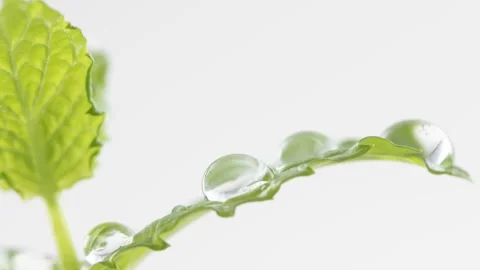 Mint Leaves With Water Droplets, Close-Up Shot Stock Footage 337670944