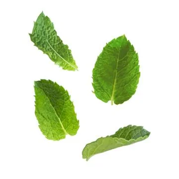 Mint leaves on a white background Stock Illustration