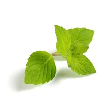 Mint leaves on a white background, isolate. Stock Photos