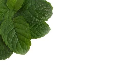 Mint leaves on white background Stock Photos
