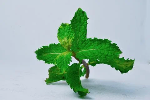 Mint leaves on a white background Stock Photos