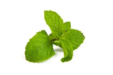 Mint leaves on white background Foto stock