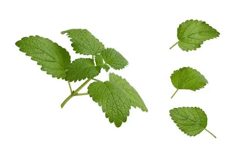 Mint leaves on a white background Stock Photos