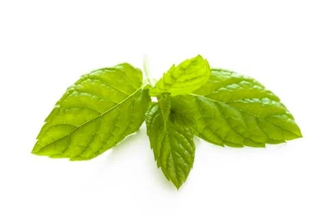 Mint leaves on white Stock Photos