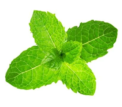 Mint leaves without shadow isolated on white background Stock Photos