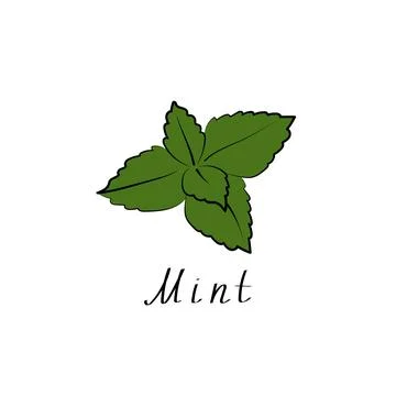 Mint logo. Vector herb sign. Vegetarian symbol. Flat illustration Stock Illustration