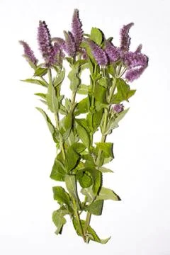 Mint long-leaf.Blooming mint on a white background. Stock Photos