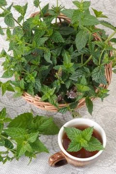 Mint (Mentha). Stock Photos