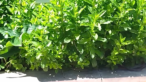 Mint. Mint in the garden Stock-Footage 308304540