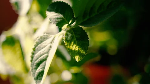 Mint. The mint plant grows in a flowerpot. Video stock 165420617