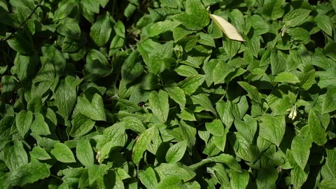 Mint. The mint plant grows in the garden. Stock Footage 210296756