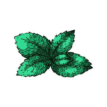 Mint mint sketch hand drawn vector Illustrazione stock