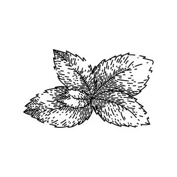 Mint mint sketch hand drawn vector Illustrazione stock
