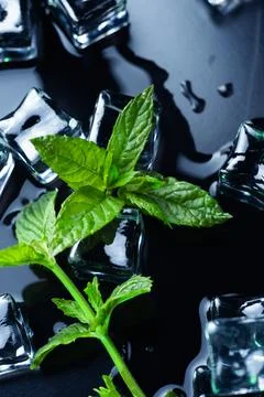 Mint for mojito Stock Photos