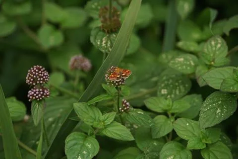 Mint Moth Feeding Stock-Fotos
