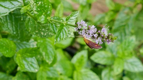 Mint Moth on mint Stock Footage 55259784