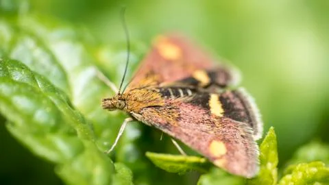 Mint Moth on mint 스톡 사진