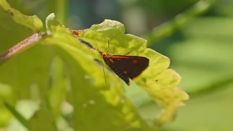 Mint Moth Pyrausta aurata clinging to underside of leaf macro close up stoc.. Video stock 335880992
