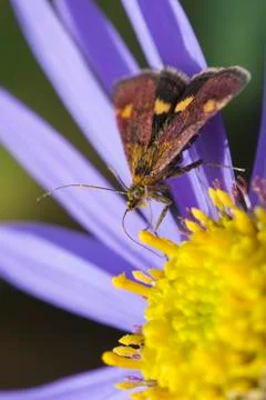 Mint Moth (Pyrausta aurata) Stock Photos