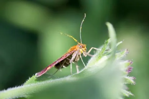 Mint Moth (Pyrausta aurata) Stock Photos
