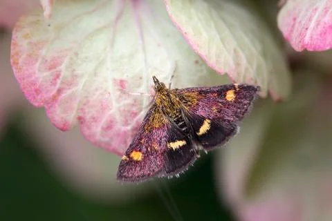 Mint Moth (Pyrausta aurata) Stock Photos