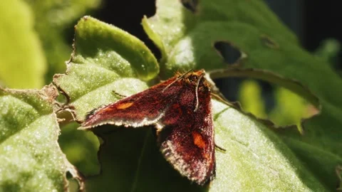 Mint Moth Pyrausta aurata resting on a leaf macro close up stock footage Video stock 335931877