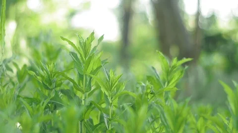 Mint on a natural summer background. grown on the field and is ready for Stock Footage 124725443