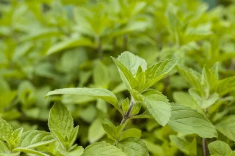 Mint in nature on blurred background Foto stock